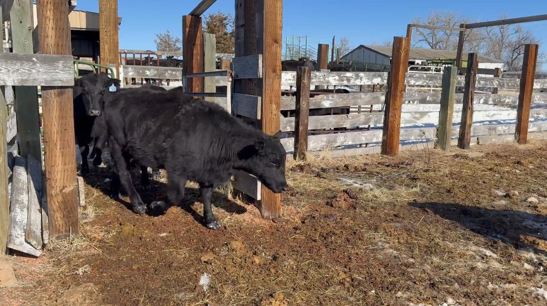 BC130A5 185 -3-year-old’s Calve April 15th!